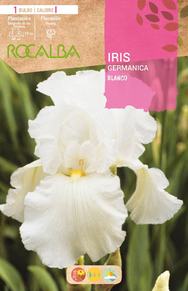 Bulbos Iris Germanica Blanco Rocalba