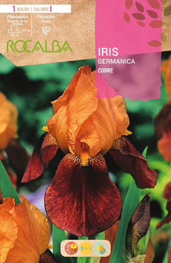 Bulbos Iris Germánica Cobre Rocalba