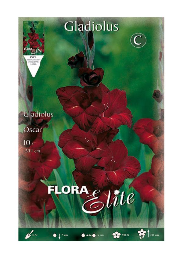Bulbos Gladiolo Oscar Elite