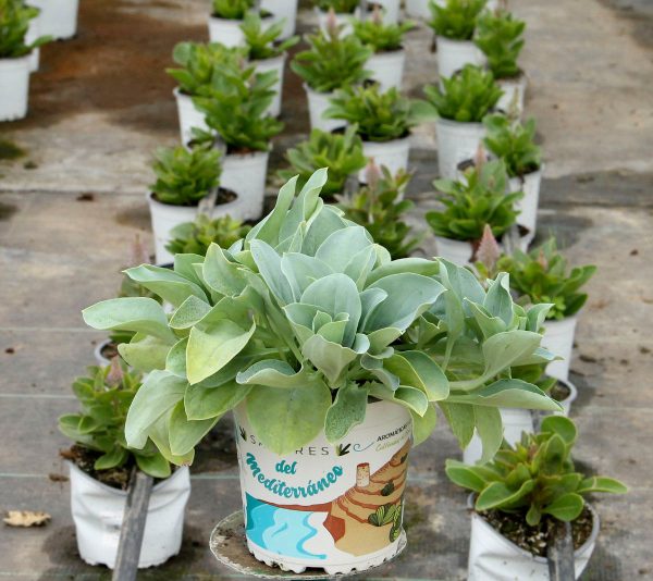 Planta Mertensia Marítima M-13