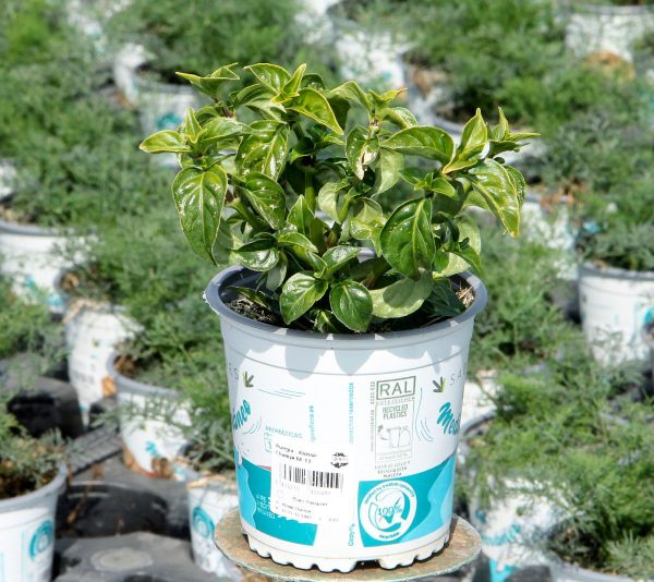 Planta Rungia Klossii Champi M-13