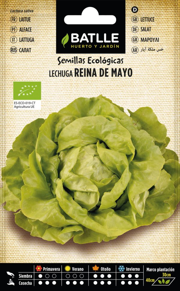 Semillas Ecológicas Lechuga Reina de Mayo