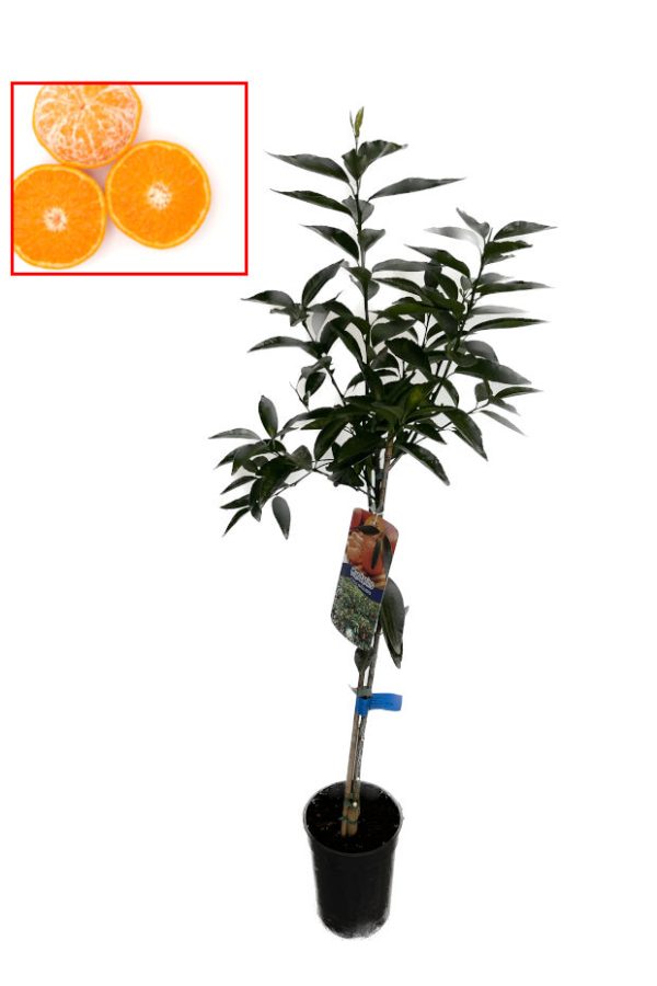 Cítrico Mandarino Hernandina
