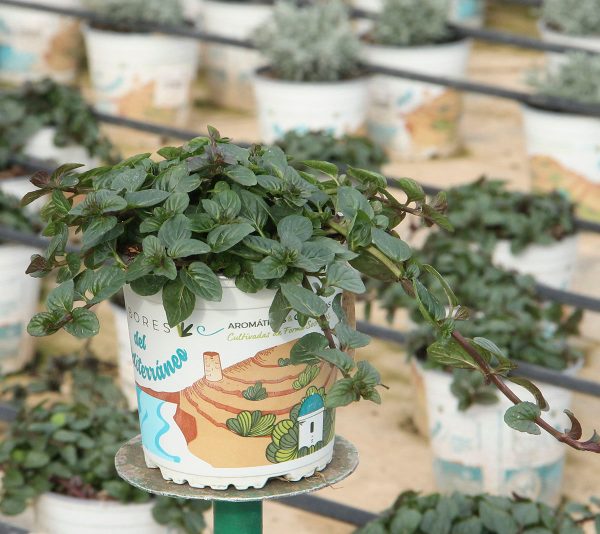 Planta Menta Chocolate (Citrata Chocolate) M-13