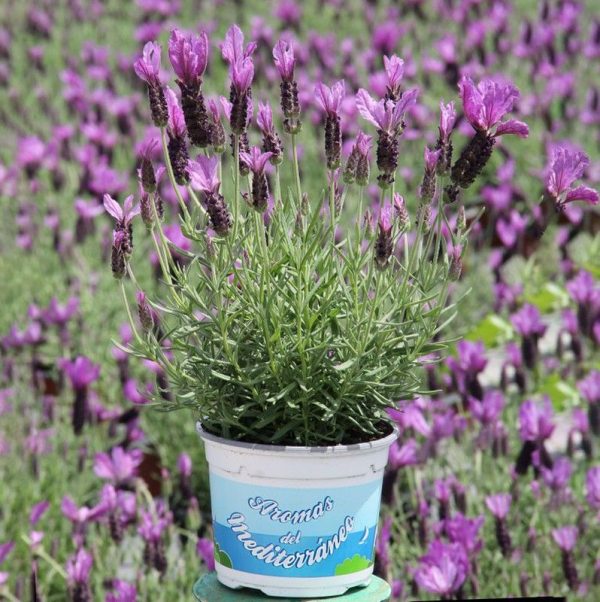 Planta Lavanda Stoechas (Lavandula Stoechas)