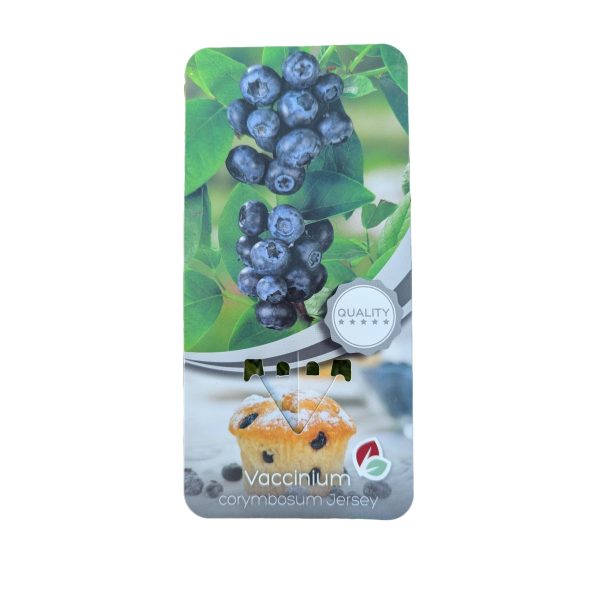Planta de Arándano Corymbosum Jersey C-2Lt