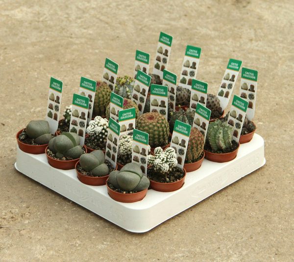 Cactus Colección 20 Unidades M-5,5