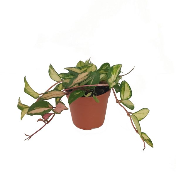 Hoya Carnosa Tricolor