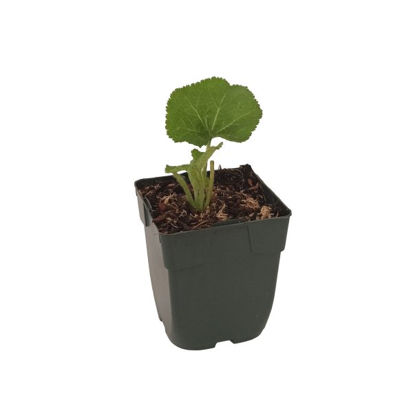 Alcea Rosea Blanca