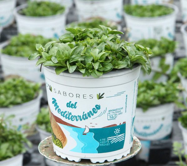 Planta Poleo Menta (Mentha Pulegium)