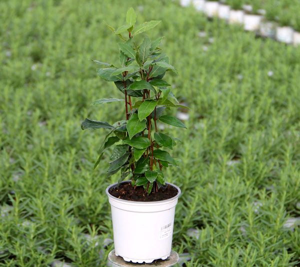 Planta Laurel (Laurus Nobilis)