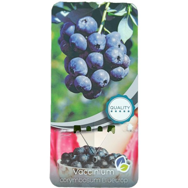Planta de Arándano Bluecrop C-2Lt