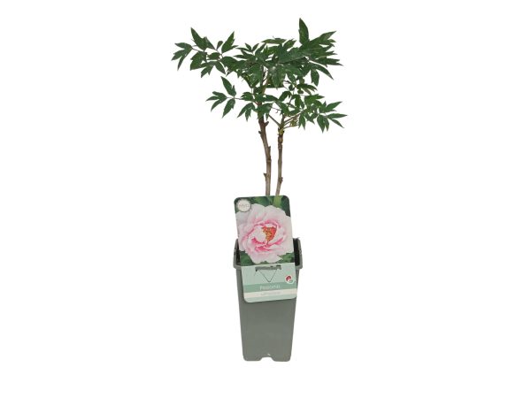 Peonia Suffruticosa