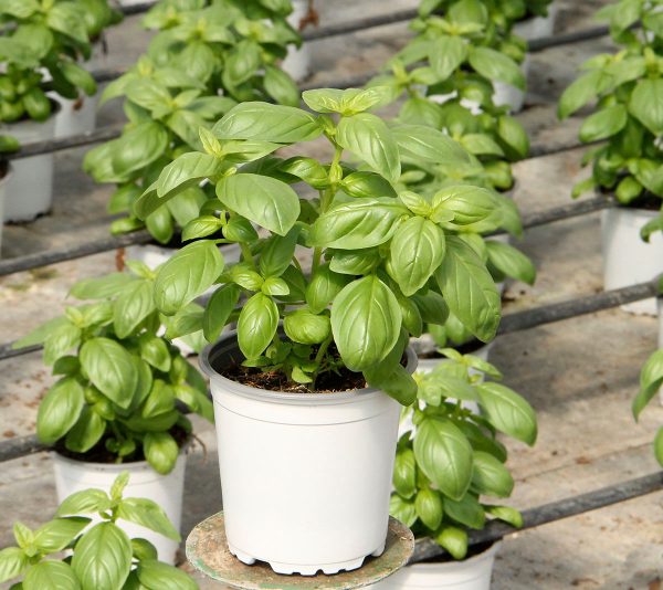 Planta Albahaca Hoja Ancha (Ocimun Basilicum) M-13
