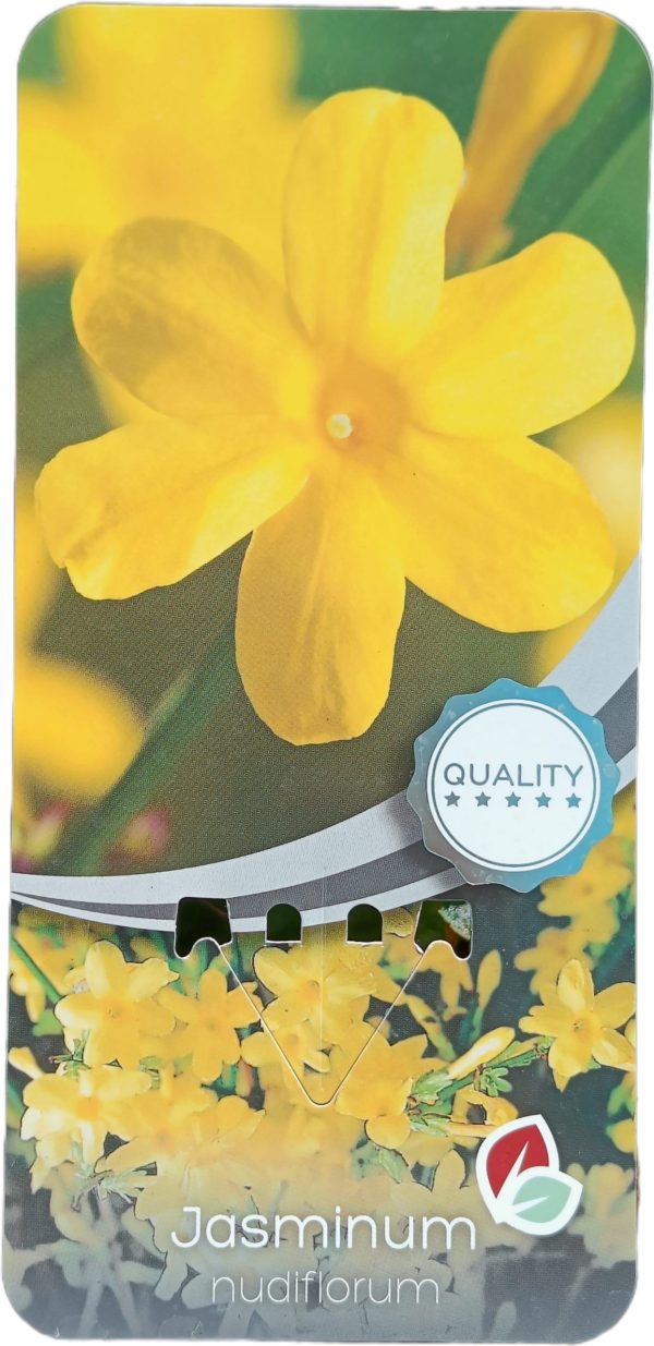 Planta de Jazmín Amarillo C-2Lt