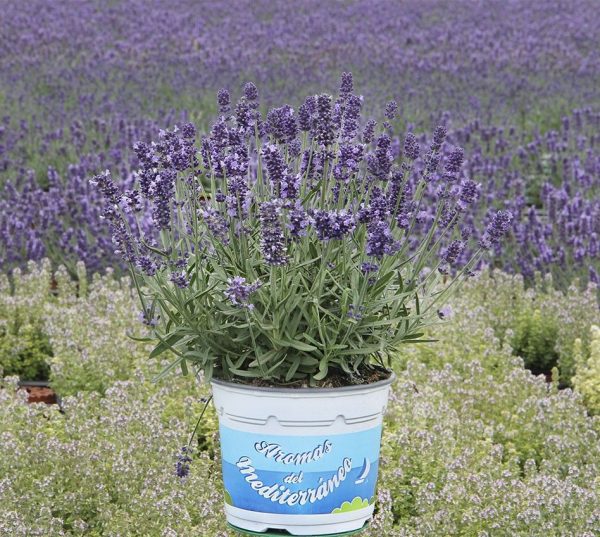 Planta Lavanda Elegance M-13