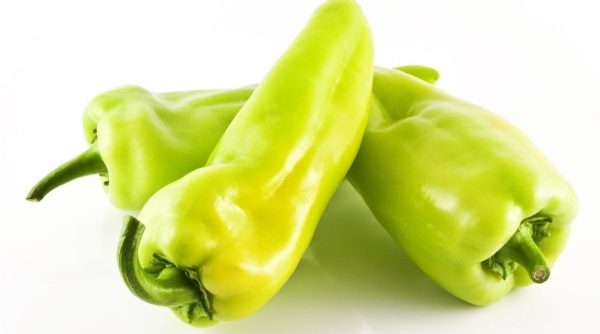 Maceta Pimiento Bítxo de Gerona M-11