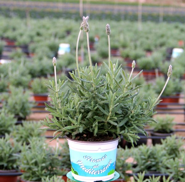 Planta lavanda Dentata
