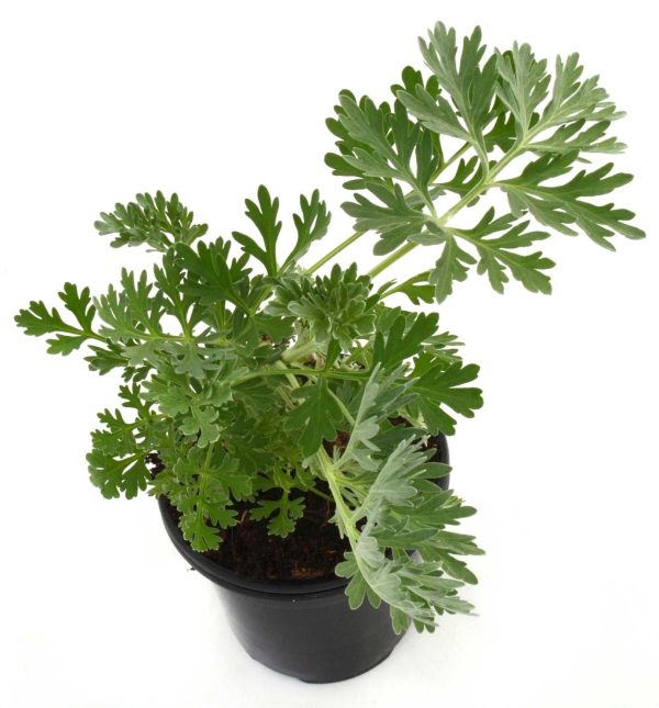 Plantel Artemisa Annua