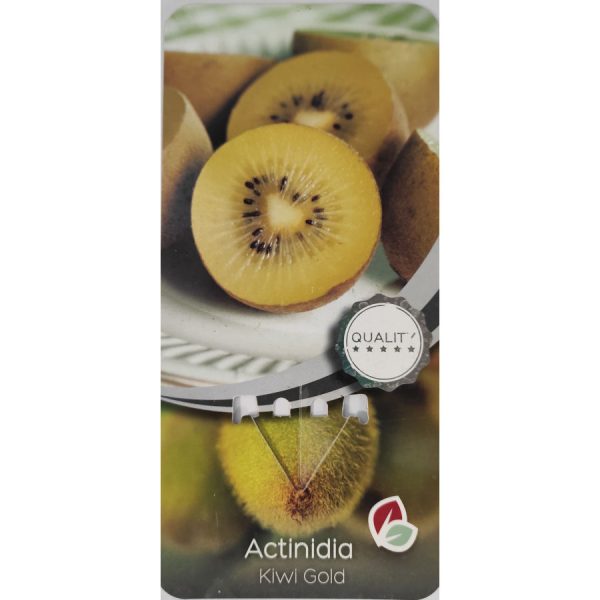 Planta de Kiwi Gold Autofértil C-2Lt