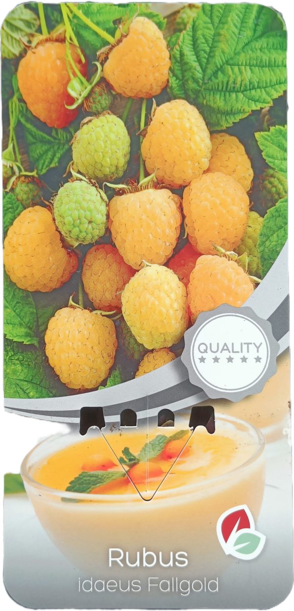 Planta de Frambuesa Amarilla Fallgold C-2Lt