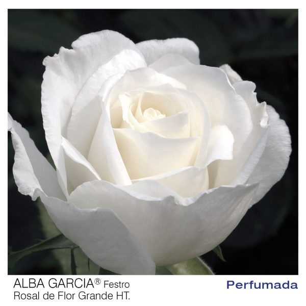 Rosal Alba García