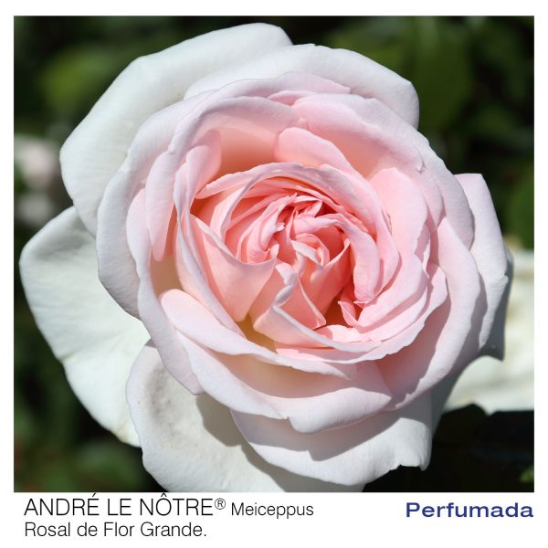 Rosal Andre Le Notre