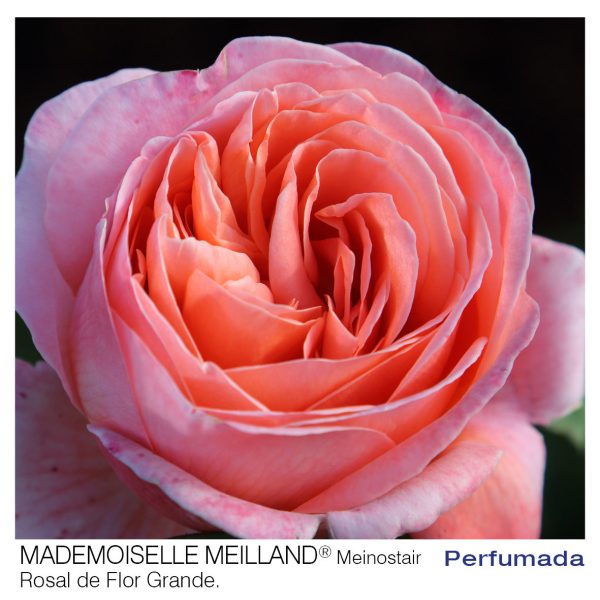 Rosal Mademoiselle Meilland