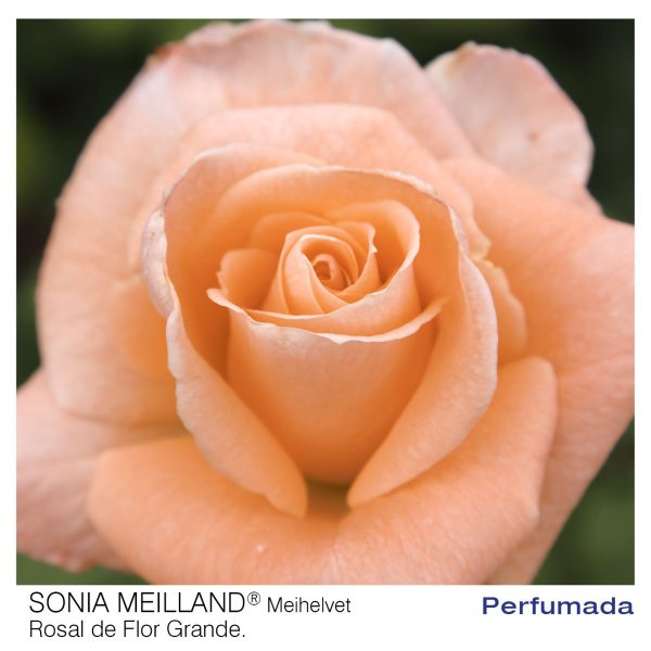 Rosal Sonia Meilland