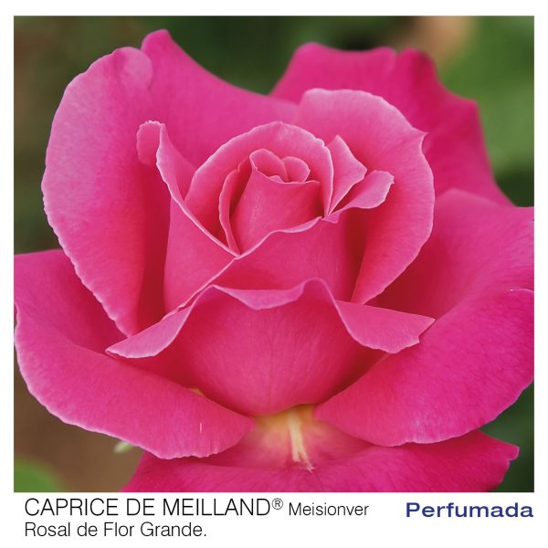 Rosal Caprice de Meilland