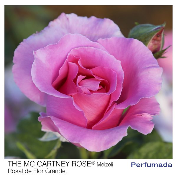 Rosal The Mc Cartney Rose