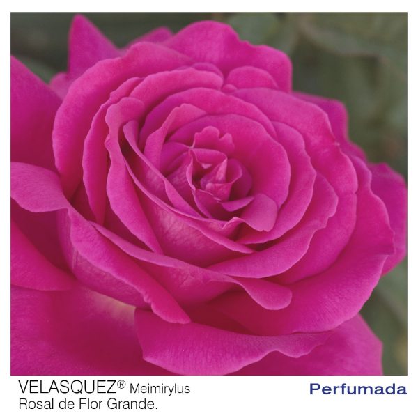 Rosal Velasquez