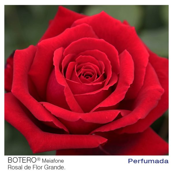 Rosal Botero