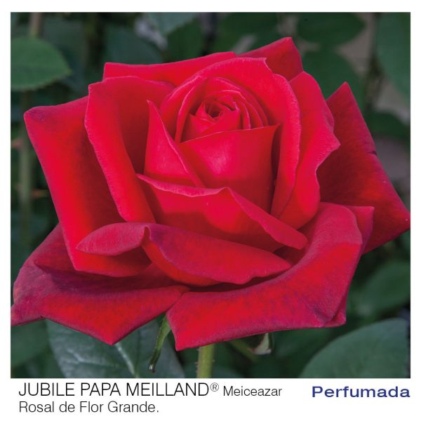Rosal Jubile Papa Meilland