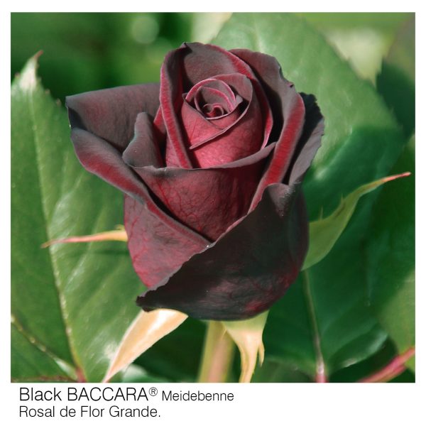 Rosal Black Baccara