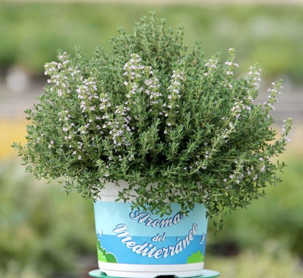 Tomillo (Thymus vulgaris)