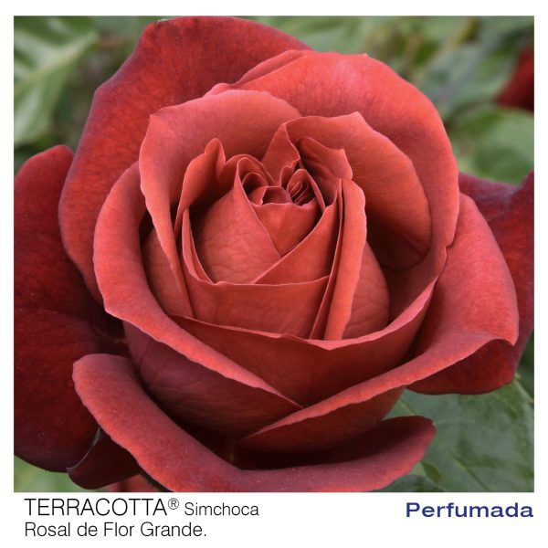 Rosal Terracota