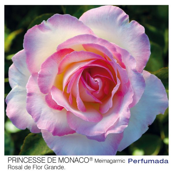 Rosal Princesse de Monaco