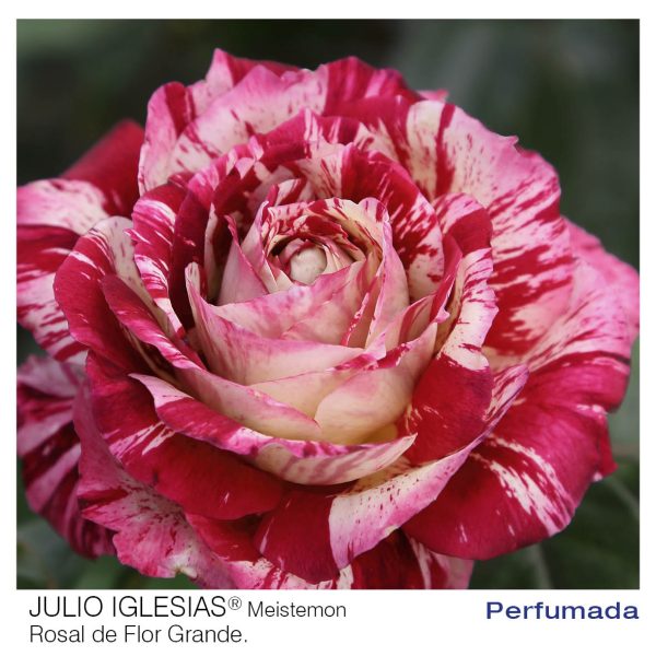 Rosal Julio Iglesias