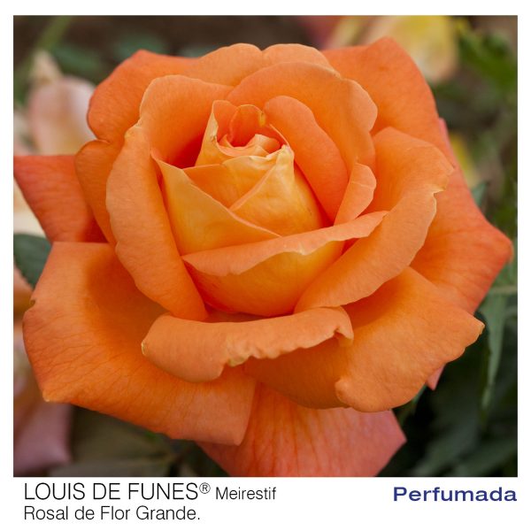 Rosal Louis de Funes