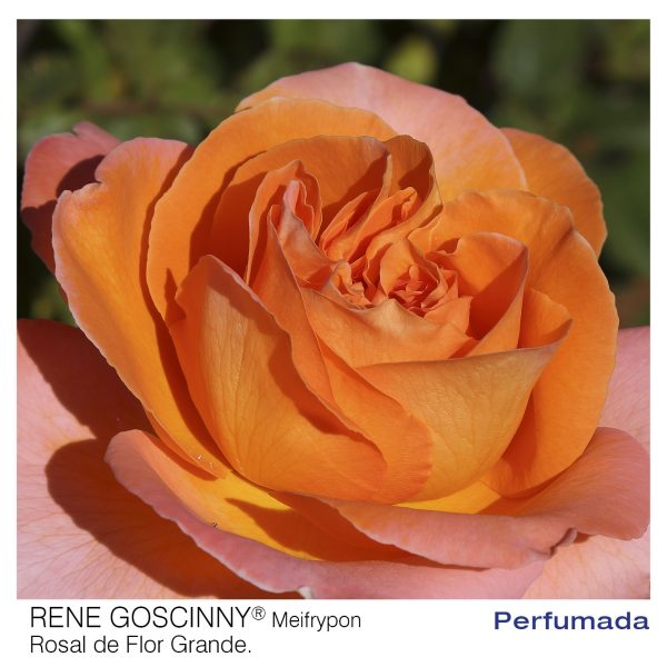 Rosal Rene Goscinny