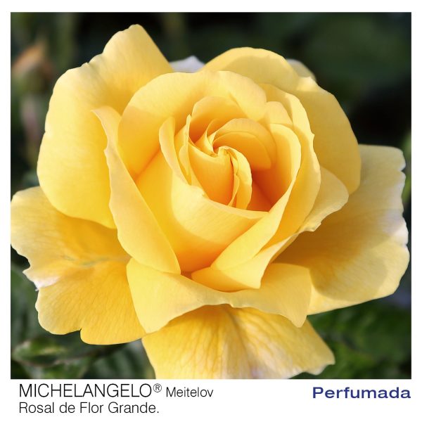 Rosal Michelangelo