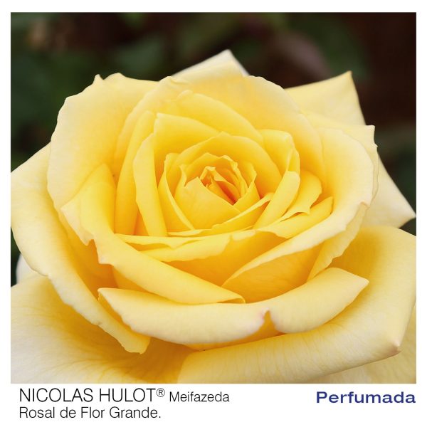 Rosal Nicolas Hulot