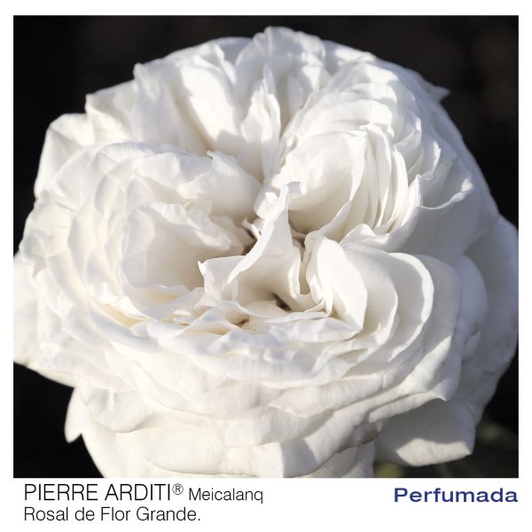 Rosal Pierre Arditi
