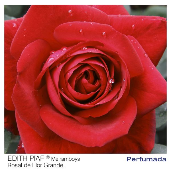 Rosal Edith Piaf