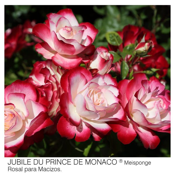 Rosal Jubile Du Prince De Monaco