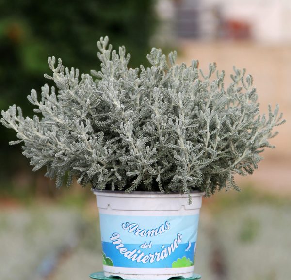 Planta Santolina (Chamaecyparissus)