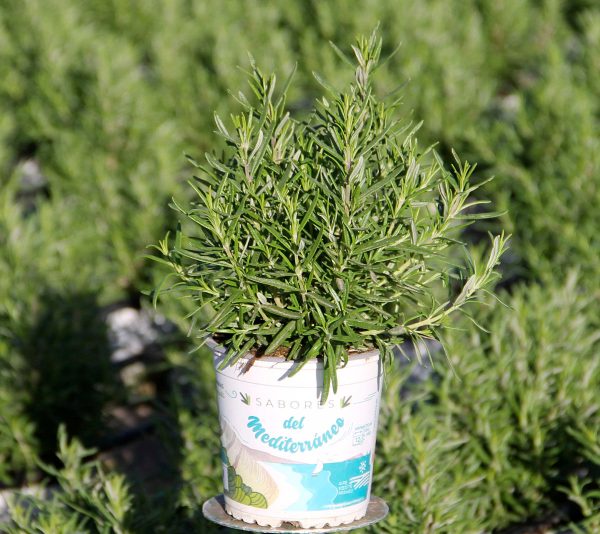 Planta Romero (Rosmarinus Officinalis) M-13