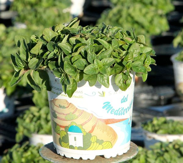 Planta Orégano Vulgaris (Origanum vulgare)