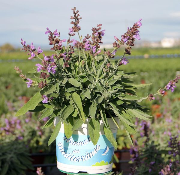 Planta Salvia Officinalis (Salvia officinalis)